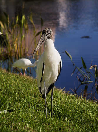 Wood stork on a background of green grass. Nature background.Sunny dayの写真素材