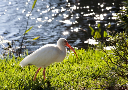 American White Ibis (Eudocimus albus) in search of food on a nature backgroundの写真素材