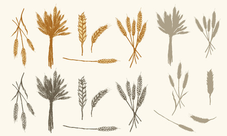 Wheat ears sketch, vector collection had drawn wheatのイラスト素材