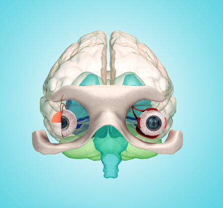 Eye anatomy and structure, muscles, nerves and blood vessels of the eyes 3d illustration on gradient