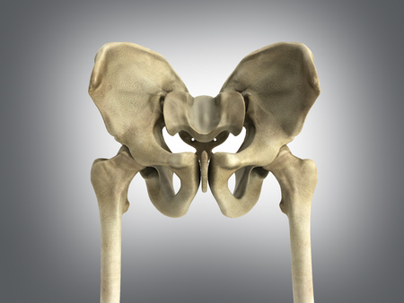 3D rendering medical illustration of the pelvis bone on greyの写真素材
