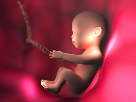 Human embryo inside body 3d illustration imageの写真素材