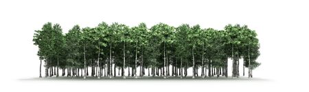 Green trees isolated on white background Forest and foliage in summer 3d renderの写真素材