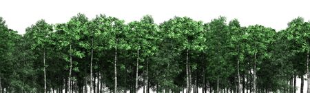 Green trees isolated on white background Forest and foliage in summer 3d renderの写真素材