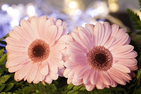 two pink daisy with a green plant