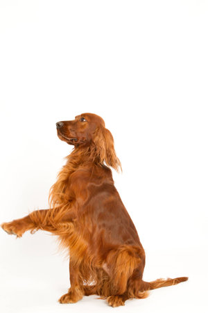 setter irlandés