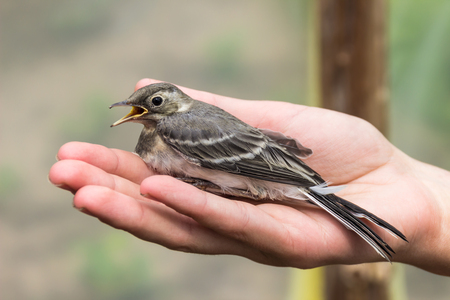 Beautiful tree pipit bird with open beak in woman's handの写真素材