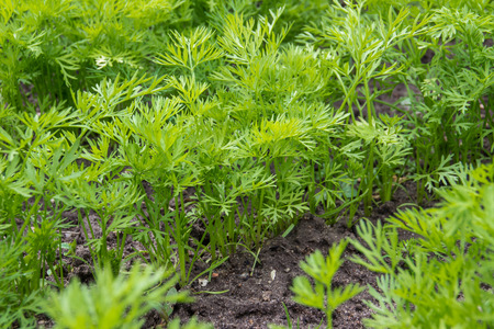 green tops of carrotsの写真素材