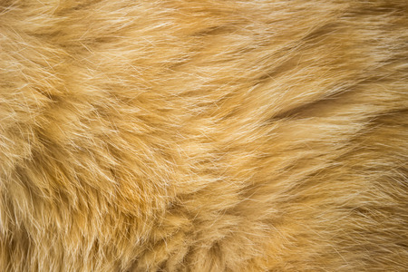 Beautiful wool red catの写真素材