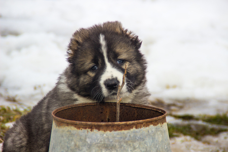 Young beautiful Caucasian shepherd dog (puppy) in the winterの写真素材