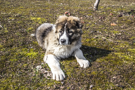 Fluffy Caucasian shepherd dog is lying on the groundの写真素材