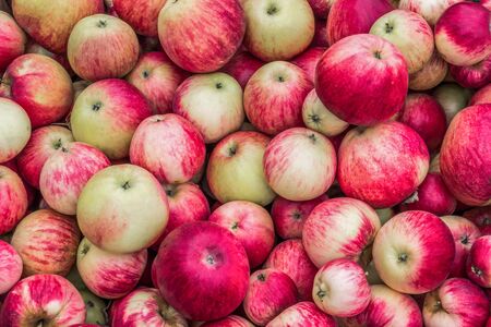 background of many beautiful, juicy red and green applesの写真素材