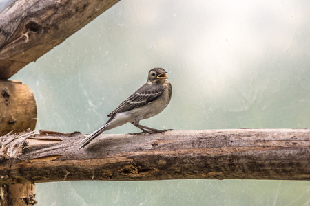Beautiful tree pipit bird with open beak on logの写真素材