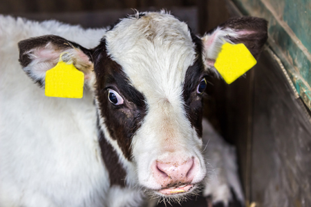 calf animalの写真素材