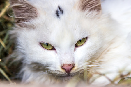 cat animalの写真素材