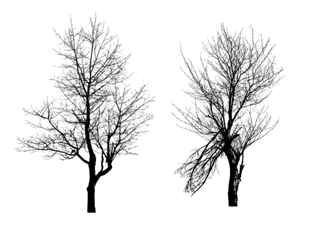 tree trunk without leaves photo, isolated set of forest winterの写真素材