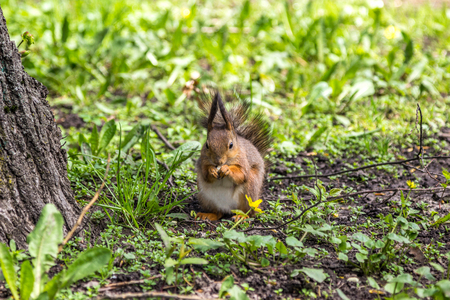 Squirrel eat nut in Gorky Park in Minsk (Belarus)の写真素材