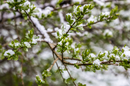 anomalous spring in Belarus, snow fell in May 2017の写真素材