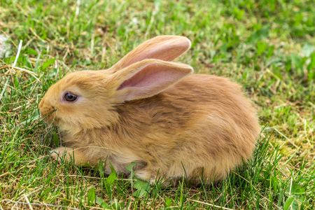 young red rabbit, side viewの写真素材