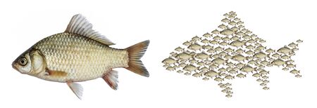 Fish isolated, set schoolの写真素材