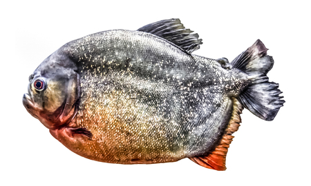 Fish piranha isolatedの写真素材