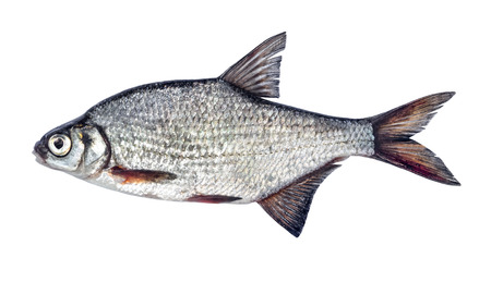Fish silver bream with scales isolated on white background (Blicca bjoerkna)の写真素材