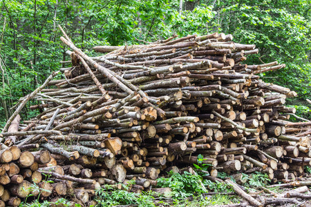 Heap of tree trunks. Felling trees in the forestの写真素材