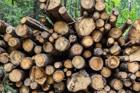 Heap of tree trunksの写真素材
