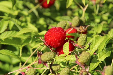 roseleaf raspberry or  Rubus rosifolius (hybrid of raspberry and strawberry)の写真素材