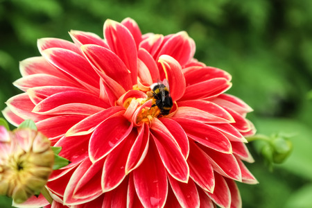 Dahlia flower (Georgina) with bee, view sideの写真素材