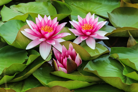 water liliesの写真素材