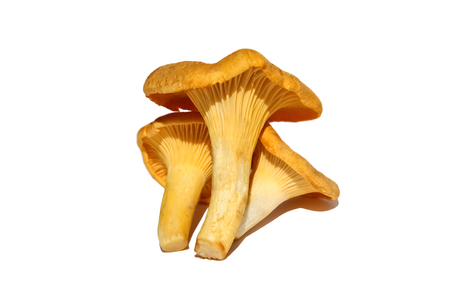 Chanterelle or girolle mushrooms (Cantharellus cibarius), isolated on white backgroundの写真素材