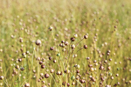 flax, flowers faded, fieldの写真素材