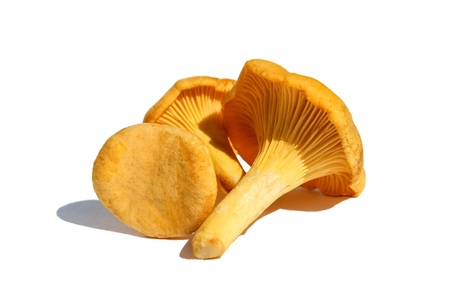 Mushrooms Chanterelle isolatedの写真素材