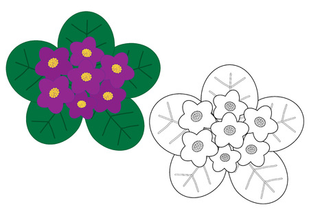 Violets flowers colorful and in white and black colors, coloring page.のイラスト素材