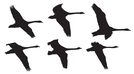 Flying swans birds in the sky, silhouetteのイラスト素材