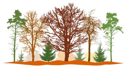 Forest in autumn, silhouettes of bare tree, firs, pine and etc. Vector illustrationのイラスト素材