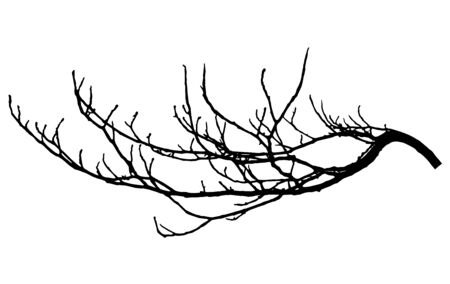 Chestnut branch silhouette. Tree branch, vector illustration.のイラスト素材