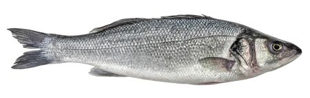 Fish sea bass isolated. Side view