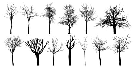 Bare different trees, set of silhouettes. Vector illustration.のイラスト素材