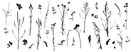 Set of wild plants (weeds), silhouette of bare stems of plants. Vector illustration.のイラスト素材