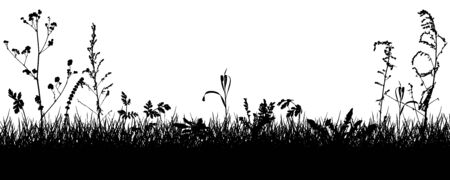 Meadow, silhouettes of grass, weeds, plants. Vector illustration.のイラスト素材