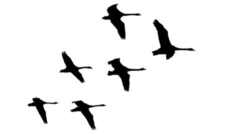 Flying flock of swans birds, silhouettes. Vector illustrationのイラスト素材