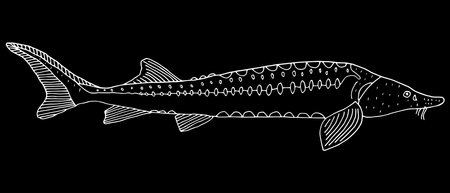 Ilustración de Sturgeon fish hand drawn. White contour of freshwater fish on black background. Vector illustration. - Imagen libre de derechos