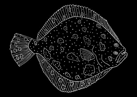 Turbot fish hand drawn. White contour of fish on black background. Design element. Vector...