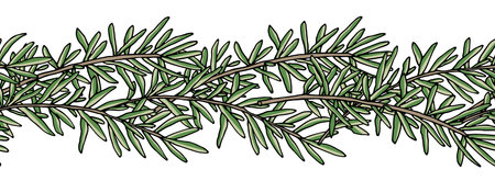 Seamless brush, pattern of rosemary branch. Vector illustration.のイラスト素材