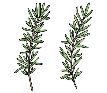 Rosemary branch hand drawn, isolated on white background. Beautiful spice, ingredient for food. Packaging design. Vector illustration.のイラスト素材