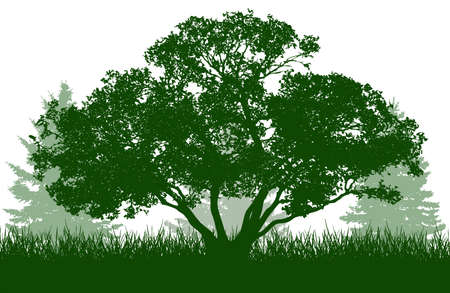 Beautiful willow Salix daphnoides and spruce trees, silhouette. Vector illustrationのイラスト素材