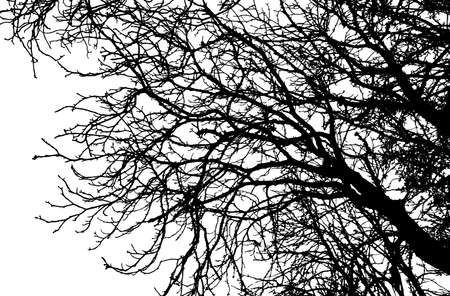 Silhouette of bare branch tree. vector illustrationのイラスト素材