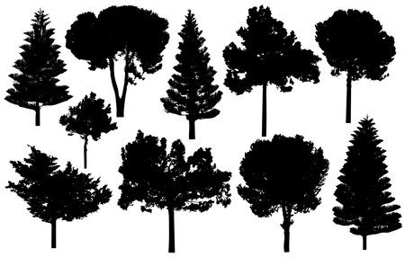 Silhouette of coniferous trees, pine, cypress. vector illustrationのイラスト素材